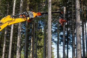  c  bernhard bergmann