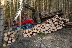  c  bernhard bergmann